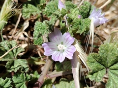 Malva neglecta