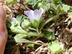 Malva neglecta