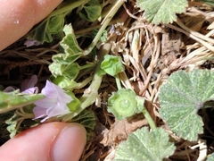 Malva neglecta