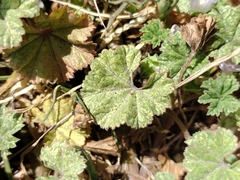 Malva neglecta