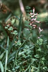 Fumaria bastardii