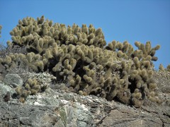 Cylindropuntia bigelovii