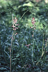 Fumaria bastardii