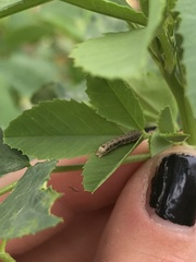 Lepidoptera