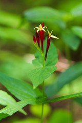 Spigelia marilandica