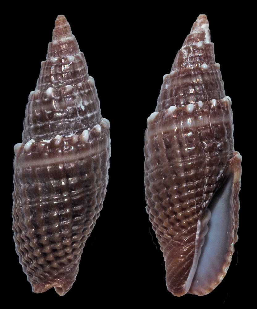 Strigatella coronata