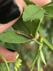 Lepidoptera