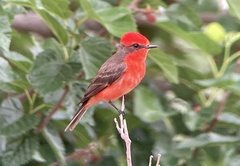 Pyrocephalus rubinus