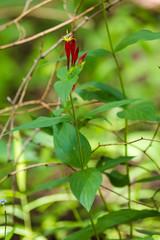 Spigelia marilandica