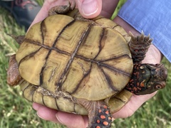 Terrapene carolina triunguis