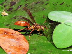 Mischocyttarus angulatus