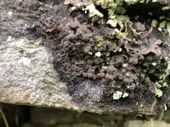 Fuscopannaria pacifica