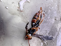 Polistes bahamensis