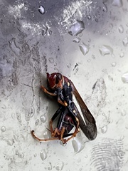 Polistes bahamensis