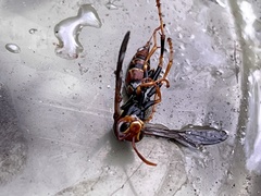Polistes bahamensis
