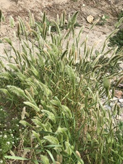 Polypogon monspeliensis