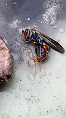 Polistes bahamensis