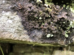 Fuscopannaria pacifica