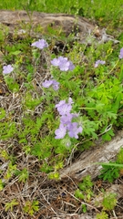 Phacelia hirsuta