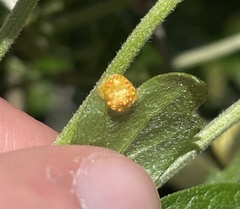 Puccinia recondita