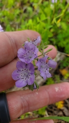 Phacelia hirsuta
