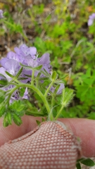 Phacelia hirsuta