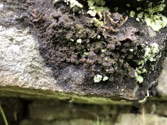 Fuscopannaria pacifica