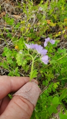 Phacelia hirsuta