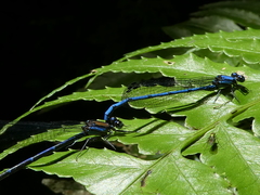 Argia medullaris