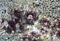 Anthopleura mariscali