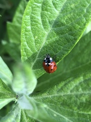 Coccinella septempunctata