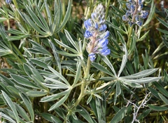 Lupinus sulphureus