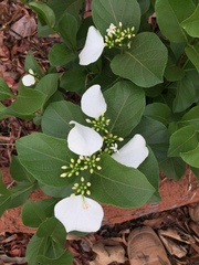 Coelospermum decipiens