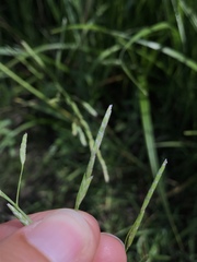 Glyceria notata