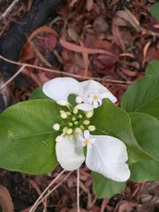 Coelospermum decipiens