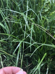 Glyceria notata
