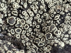 Lecanora argopholis