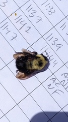 Bombus bimaculatus