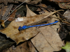 Argia medullaris