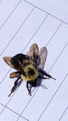 Bombus bimaculatus