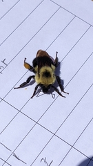 Bombus bimaculatus
