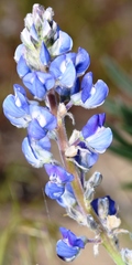 Lupinus sulphureus