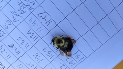 Bombus bimaculatus