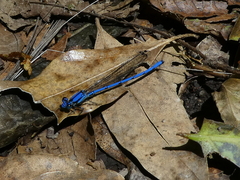Argia medullaris