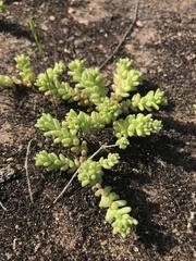 Sedum nuttallii
