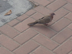 Streptopelia senegalensis