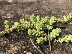 Sedum nuttallii