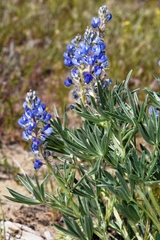 Lupinus sulphureus