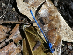 Argia medullaris