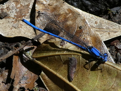 Argia medullaris